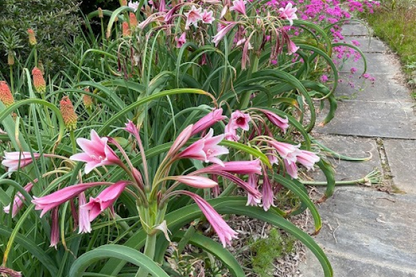 Crinum bulbispermum in full bloom