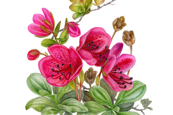 Botanical illustration of Therorhodion camtschaticum