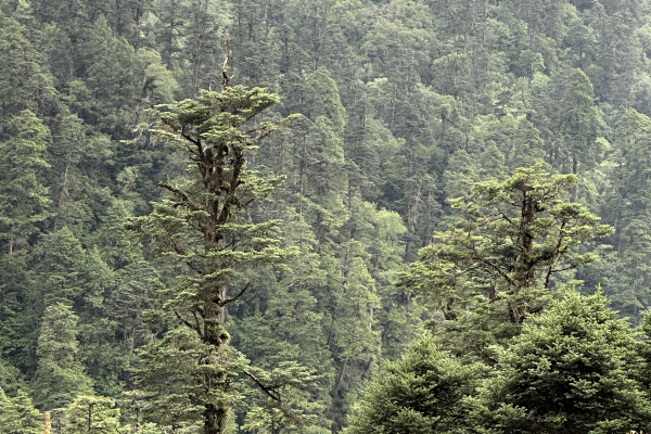 Abies spectabilis forest