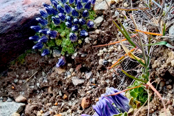 Gentiana urnula above the tree line at Yume Samdong
