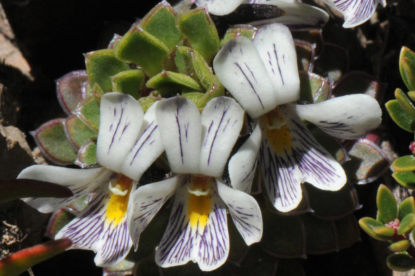 Viola dasyphylla