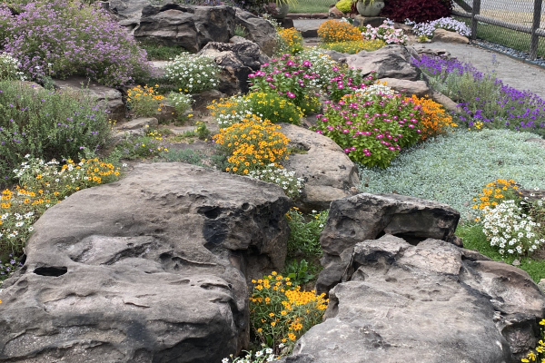 The rock garden in full summer bloom