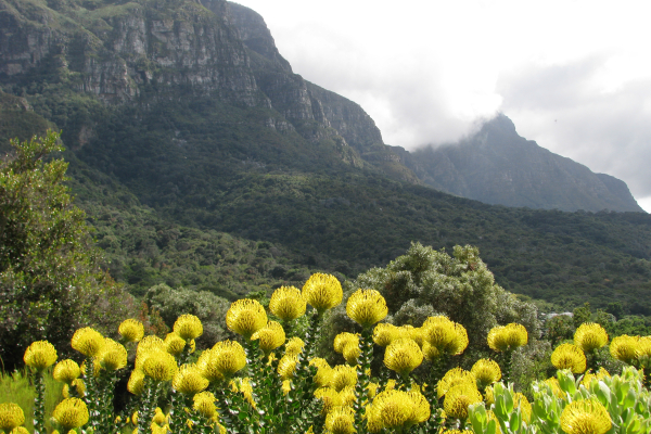 Kirstenbosch BG