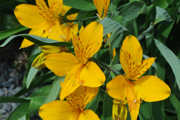 Alstroemeria aurea