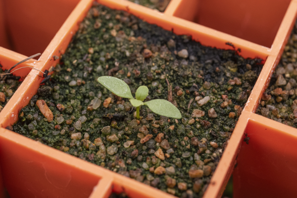 Penstemon petiolatus ten days after germinating after  being treated with smoke water.