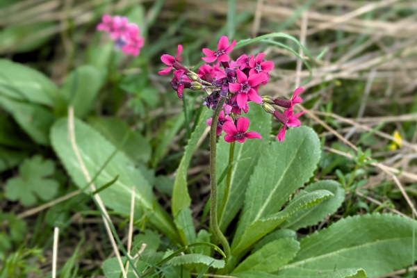Primula fedtschenkoi Amankutan Pass, Uzbekistan