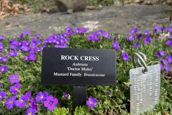 Flowering Aubrieta ‘Doctor Mules’ with accession and  display labels in place