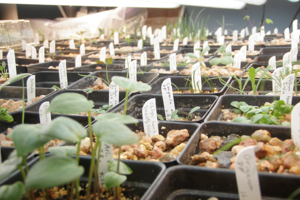 Home-grown rock garden plants:  biodiversity for the garden.
