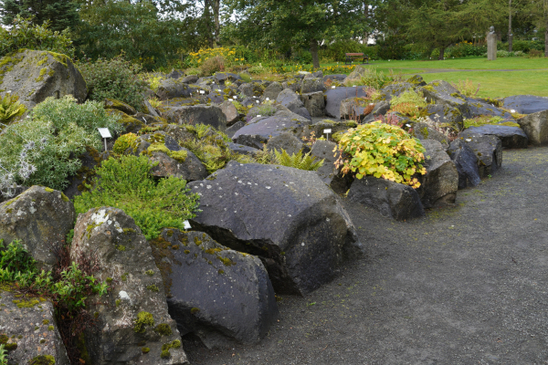 View of the rock garden
