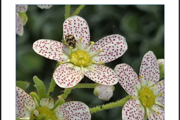 Saxifraga flower with insect on cover of the Seed List