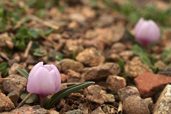 Colchicum triphyllum