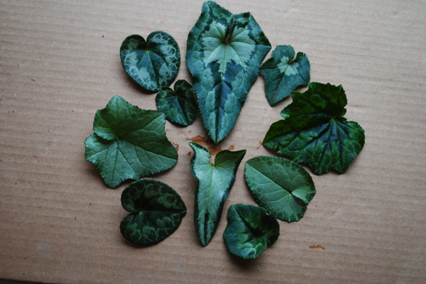 A diversity of Cyclamen hederifolium leaves.