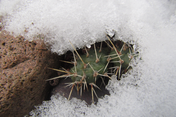 Opuntia fragilis in the snow.