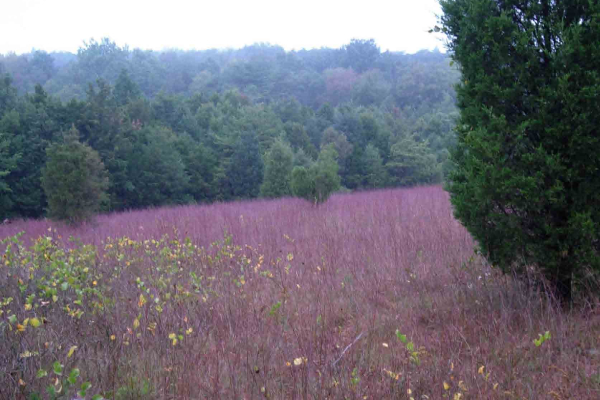 A serpentine savanna at New Texas Serpentine Barrens in Lancaster County, Pennsylvania with eastern red cedar (Juniperus virginiana) and little bluestem grass (Schizachyrium scoparium).