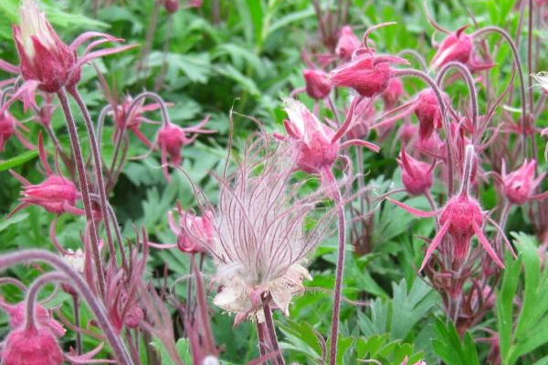 Geum triflorum