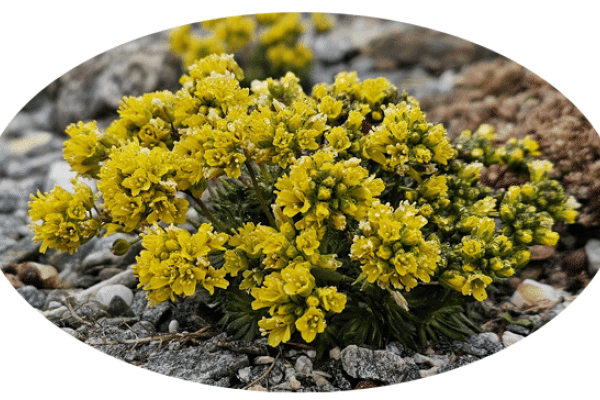 Draba hispanica