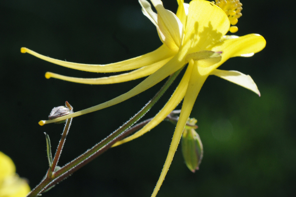 Aquilegia longissima