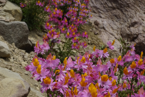 'Patent Leather Shoes'