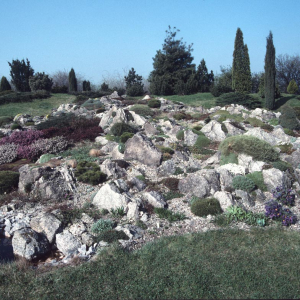 Mound Crevice Garden