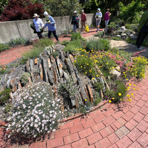 Kenton Seth Crevice Garden