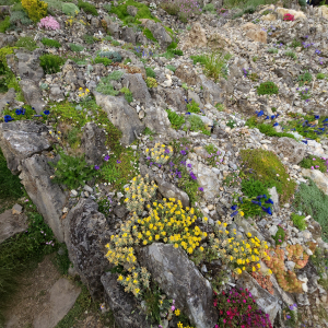 Base of the Cepicka Hillside