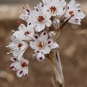 Allium calimischon ssp haemostictum