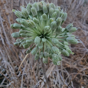 Allium chamaespathum