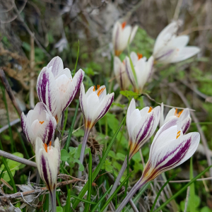 Crocus laevigatus