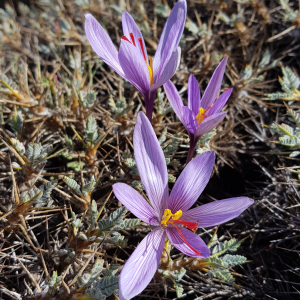 Crocus oreocreticus 