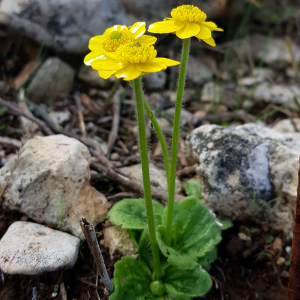 Ranunculus bullatus