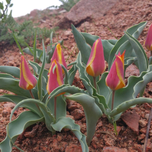 Tulipa X tschimganica