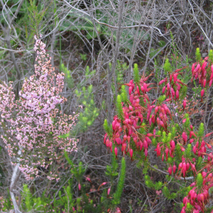 Erica spp.