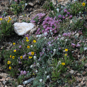 Roadside alpines