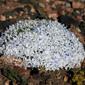 Phlox pulvinata