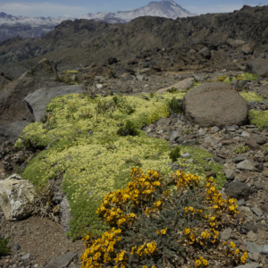 Adesmia and Azorella