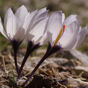 Crocus mathewi