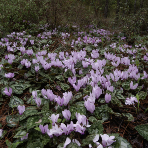 Cyclamen graecum