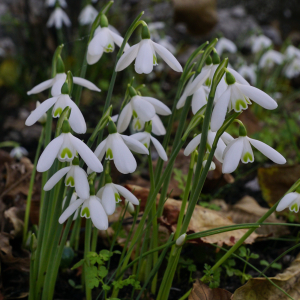 Galanthus peshmenii