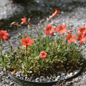 Gilia caespitosa