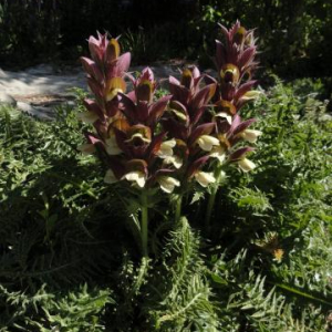 Acanthus syricus