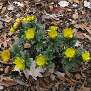 Adonis amurensis