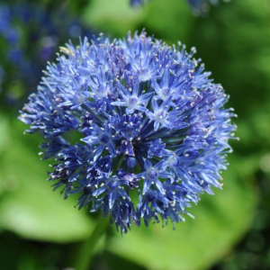 Allium caeruleum