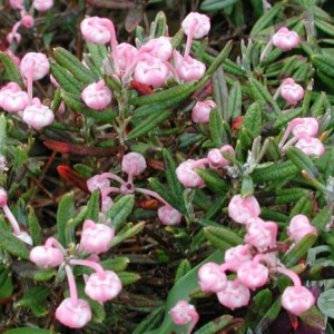 Andromeda polifolia