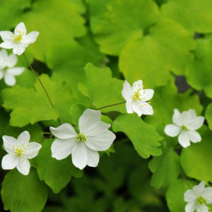 Anemonella thalictroides