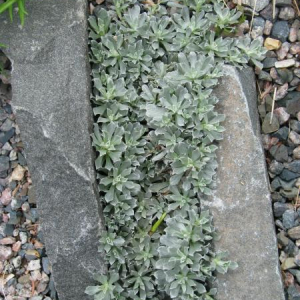 Antennaria alpina