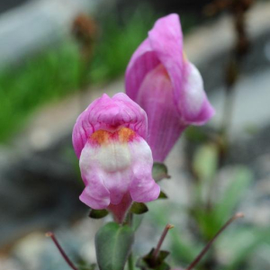 Antirrhinum molle