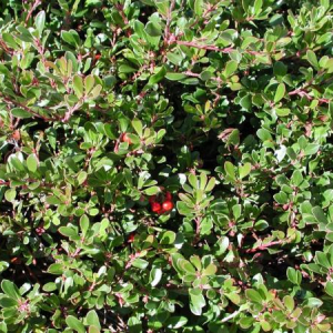 Arctostaphyllos uva-ursi
