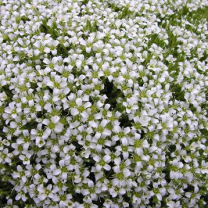 Arenaria tetraquetra