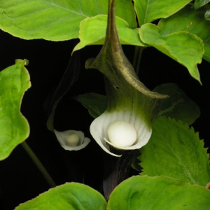 Arisaema sikkokianum