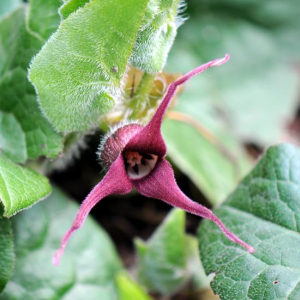 Asarum caudatum